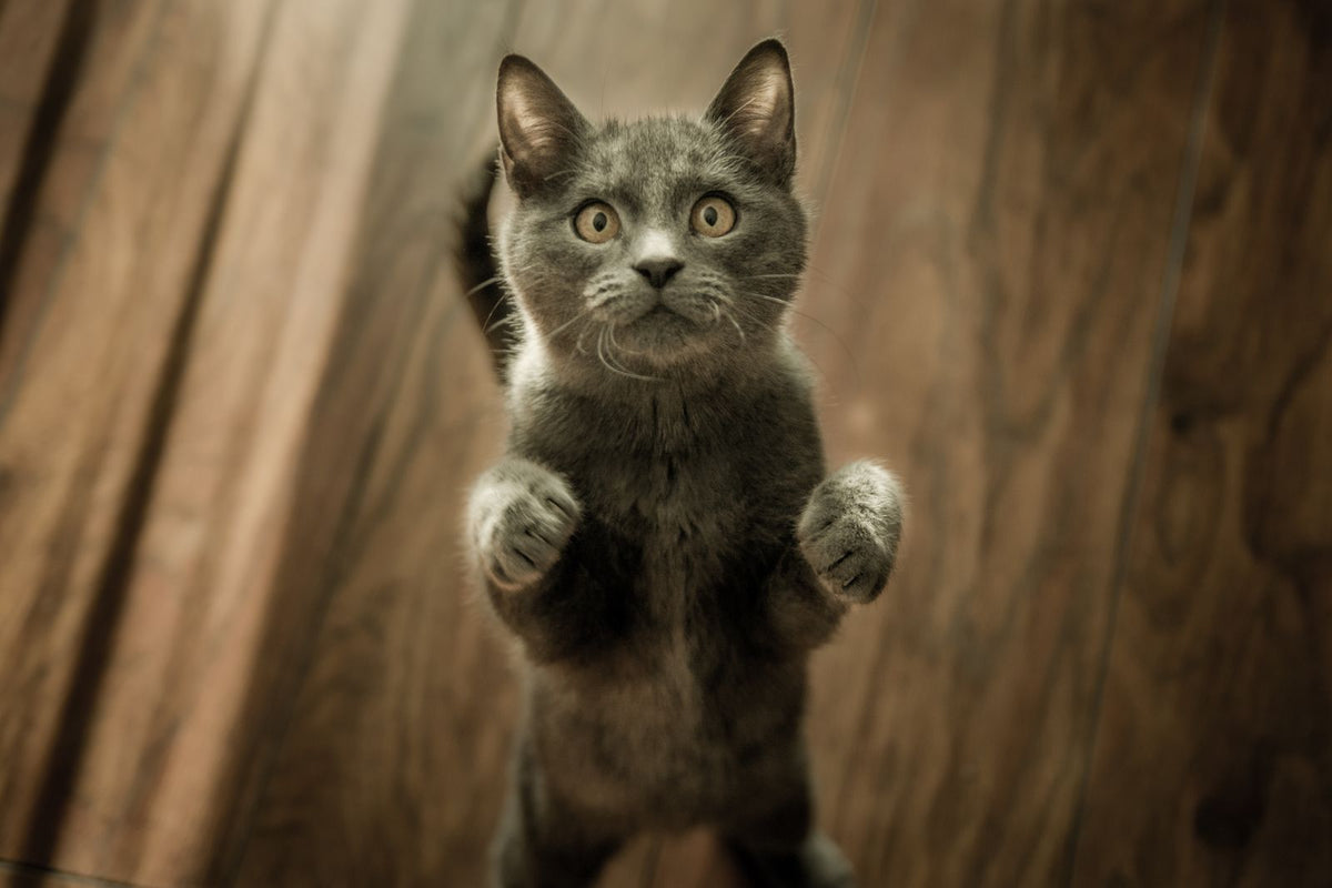 A young gray kitten standing upright with paws raised