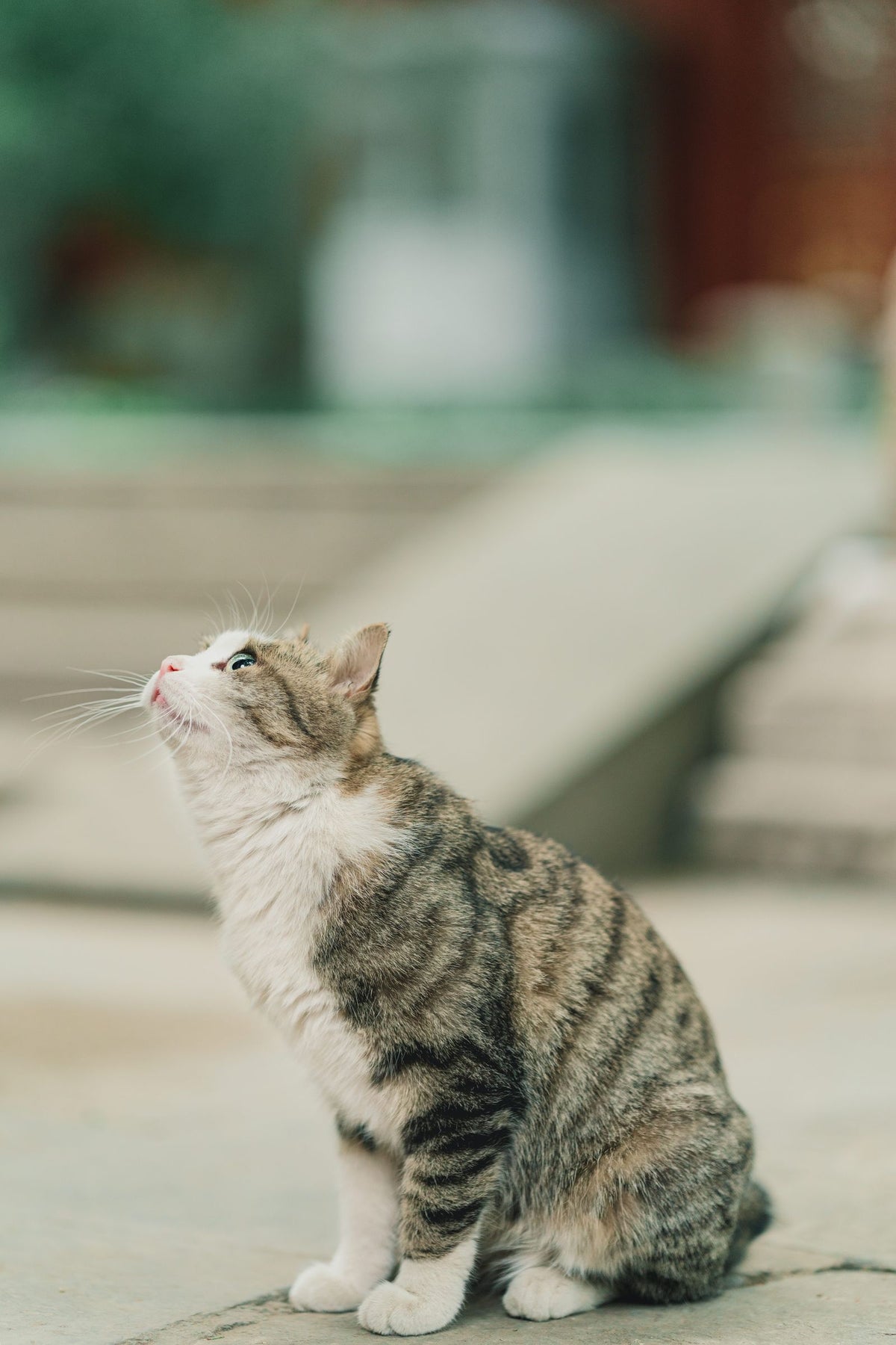 A tabby cat sitting upright on stone steps and looking upward.