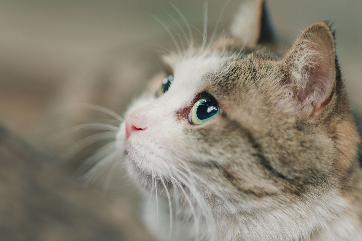 A close-up of a tabby cat's face showing the eyes, nose and whiskers