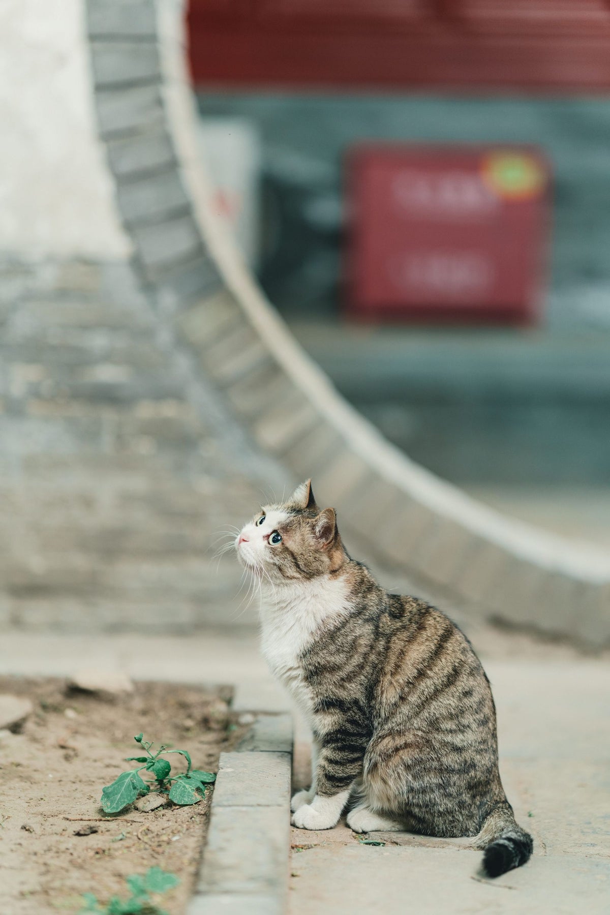 A tabby cat sitting calmly indoors near a window