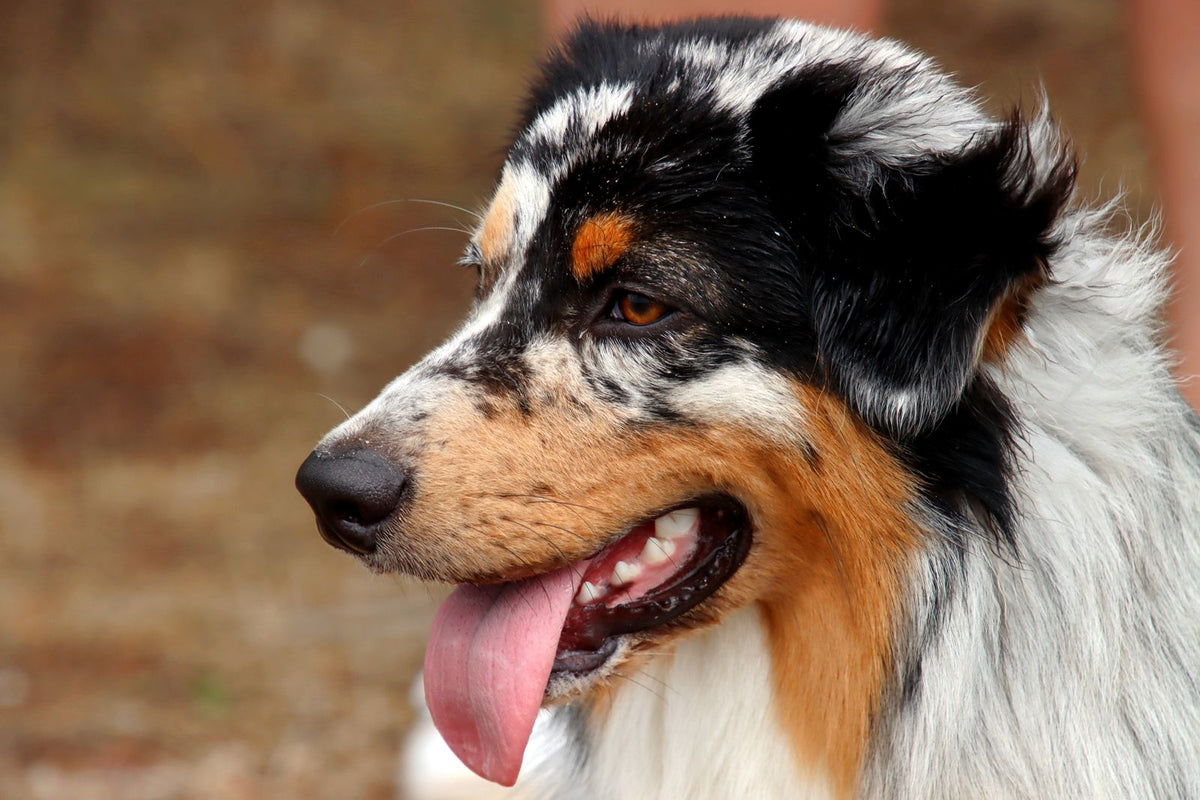 Close-up portrait of a merle Australian Shepherd with its tongue out