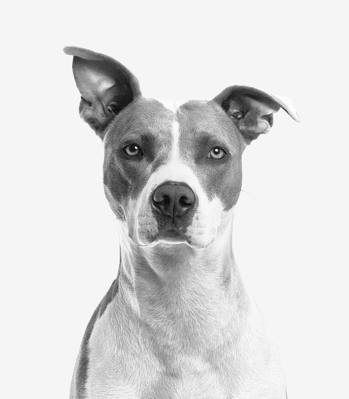 Portrait of an alert dog with short coat, representing skin health checks for mast cell tumors in dogs