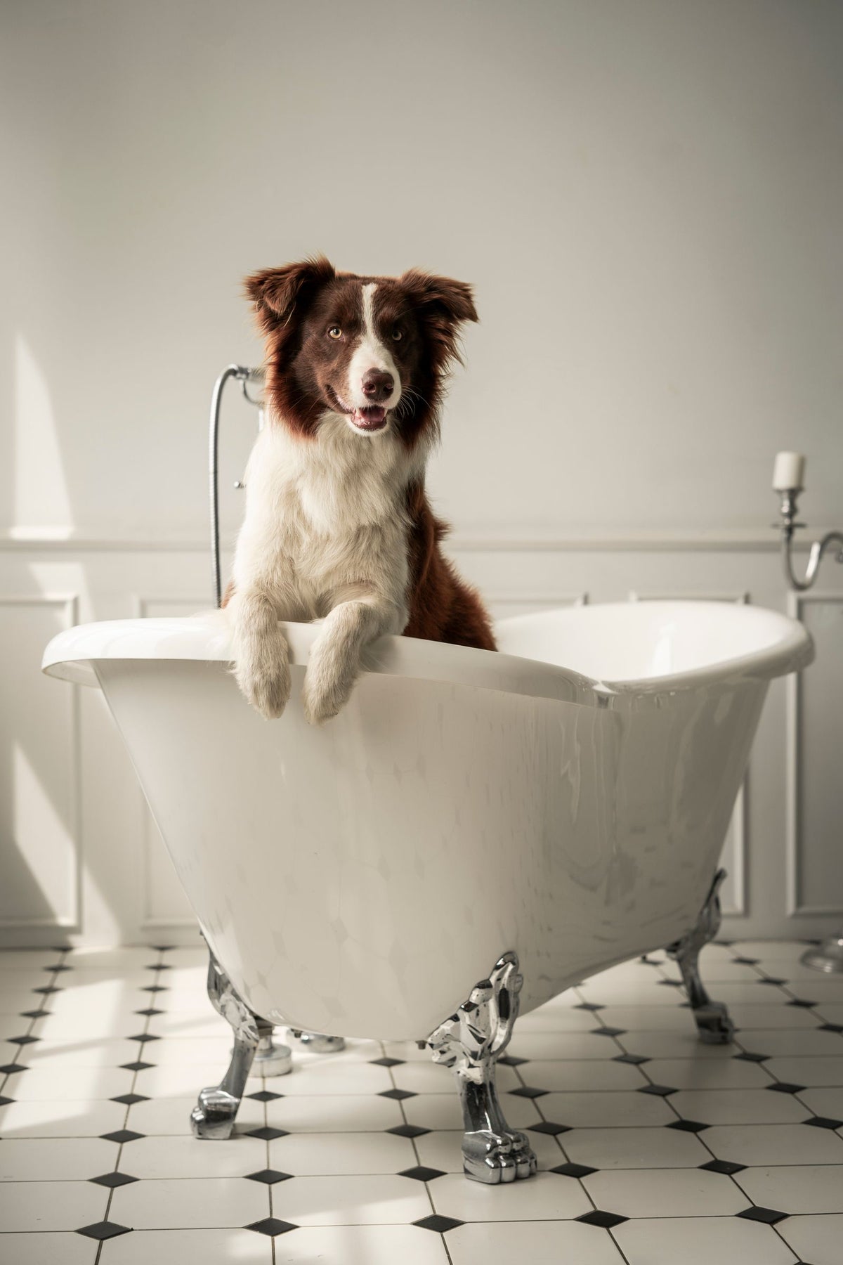 A dog standing in a bathtub during a bath