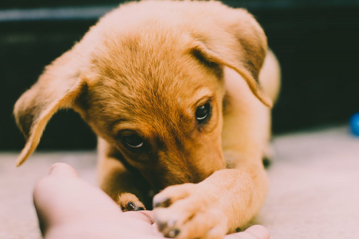 A young puppy resting its head on its paws