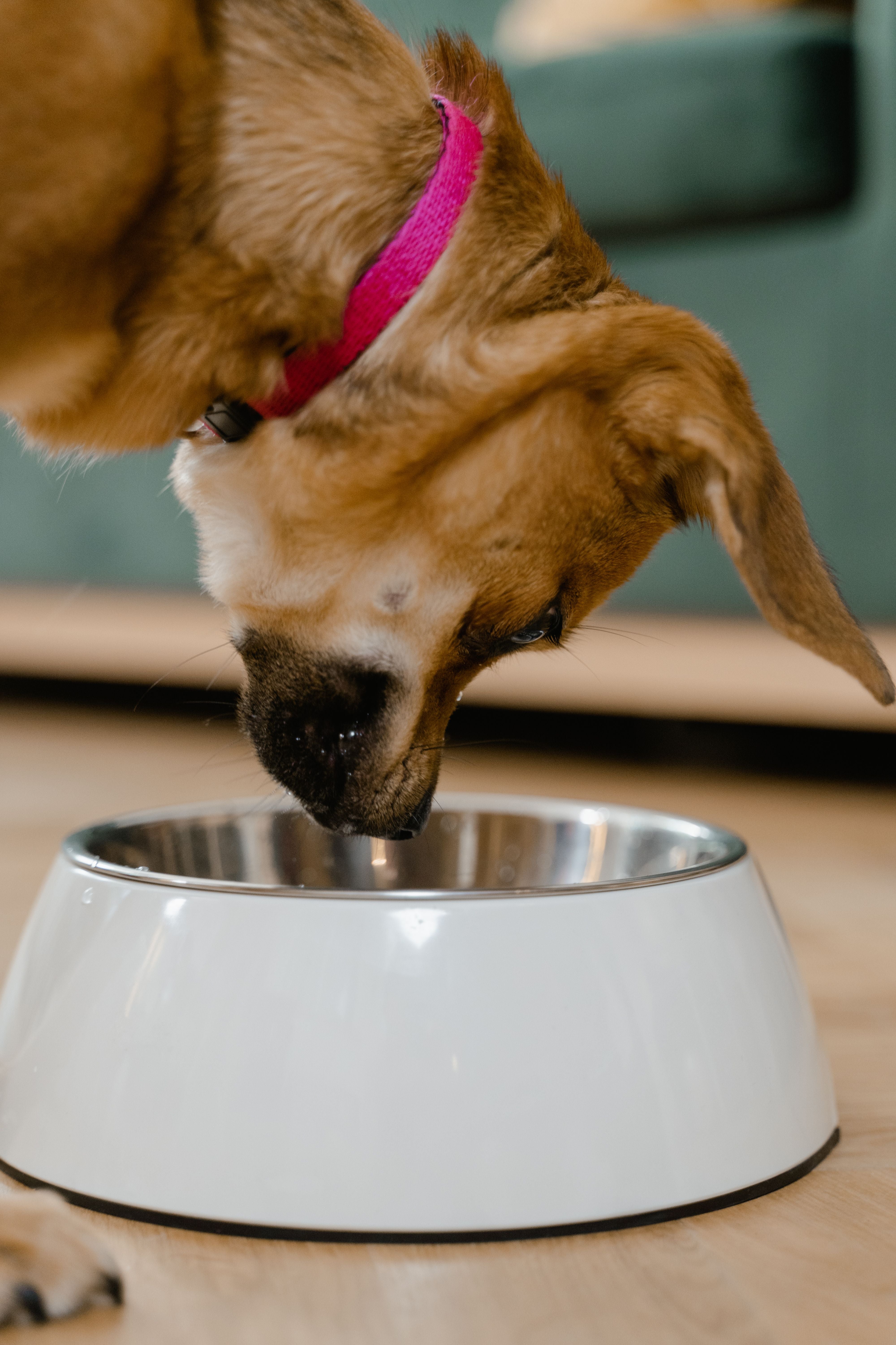 A dog eating a meal from a stainless steel pet bowl indoors