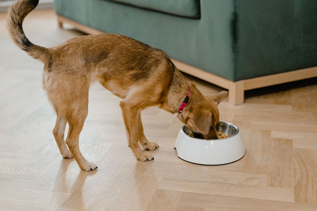 A dog eating a meal from its bowl