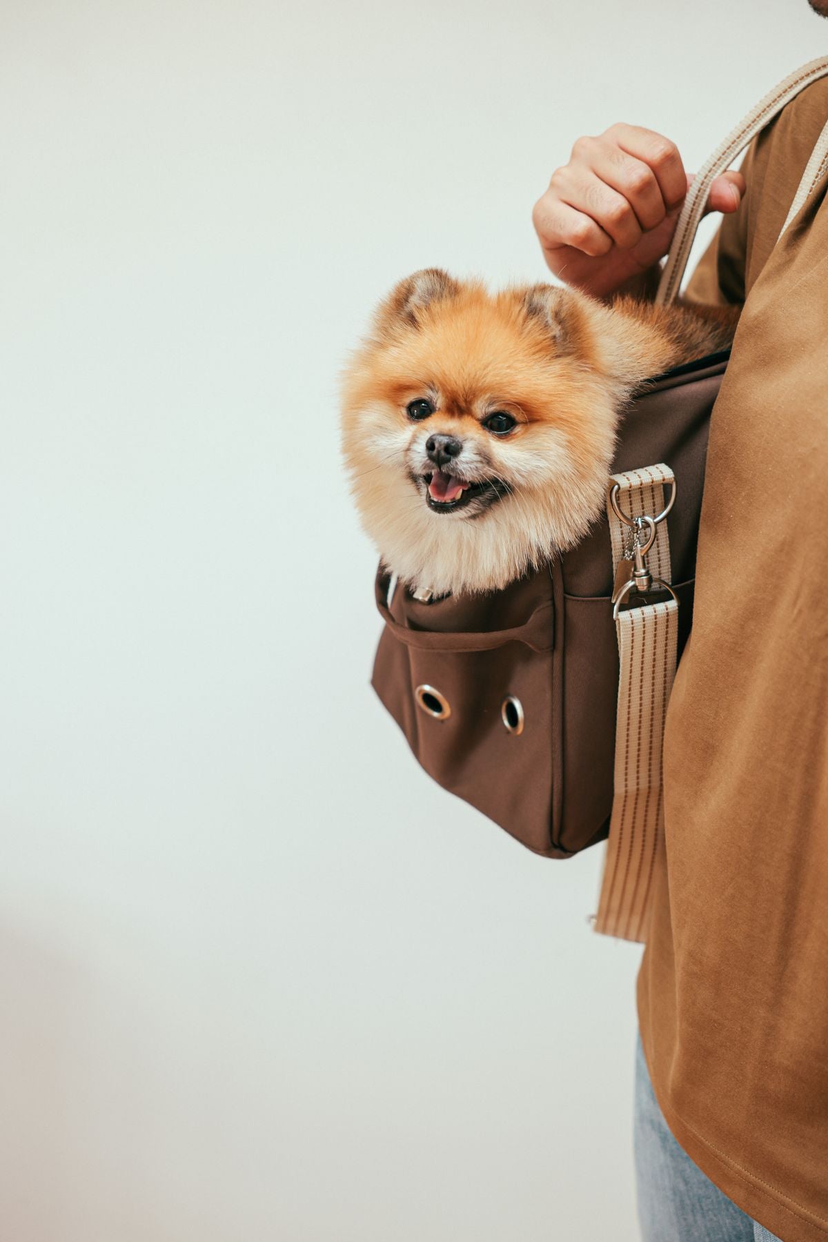 Small dog sitting comfortably in a pet carrier bag, illustrating safe pet travel