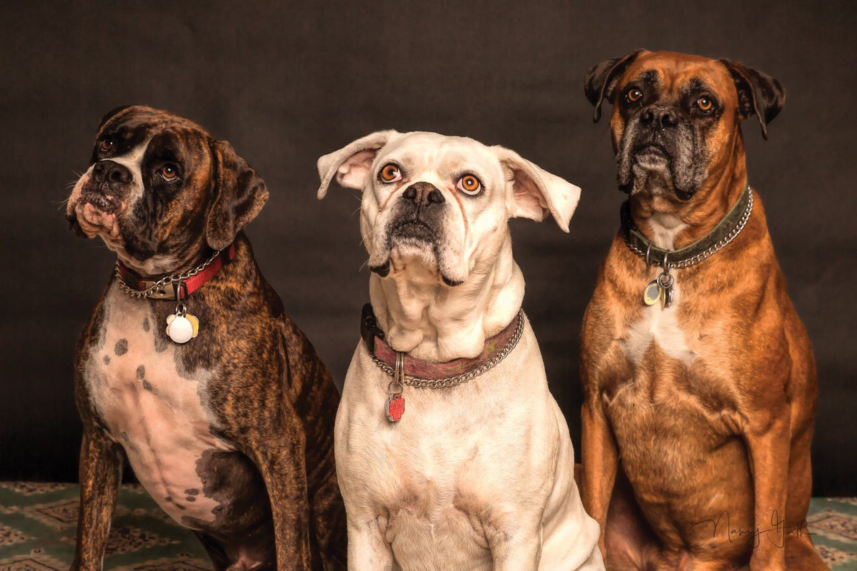 Three brindle and tan dogs of different sizes sitting together side by side indoors