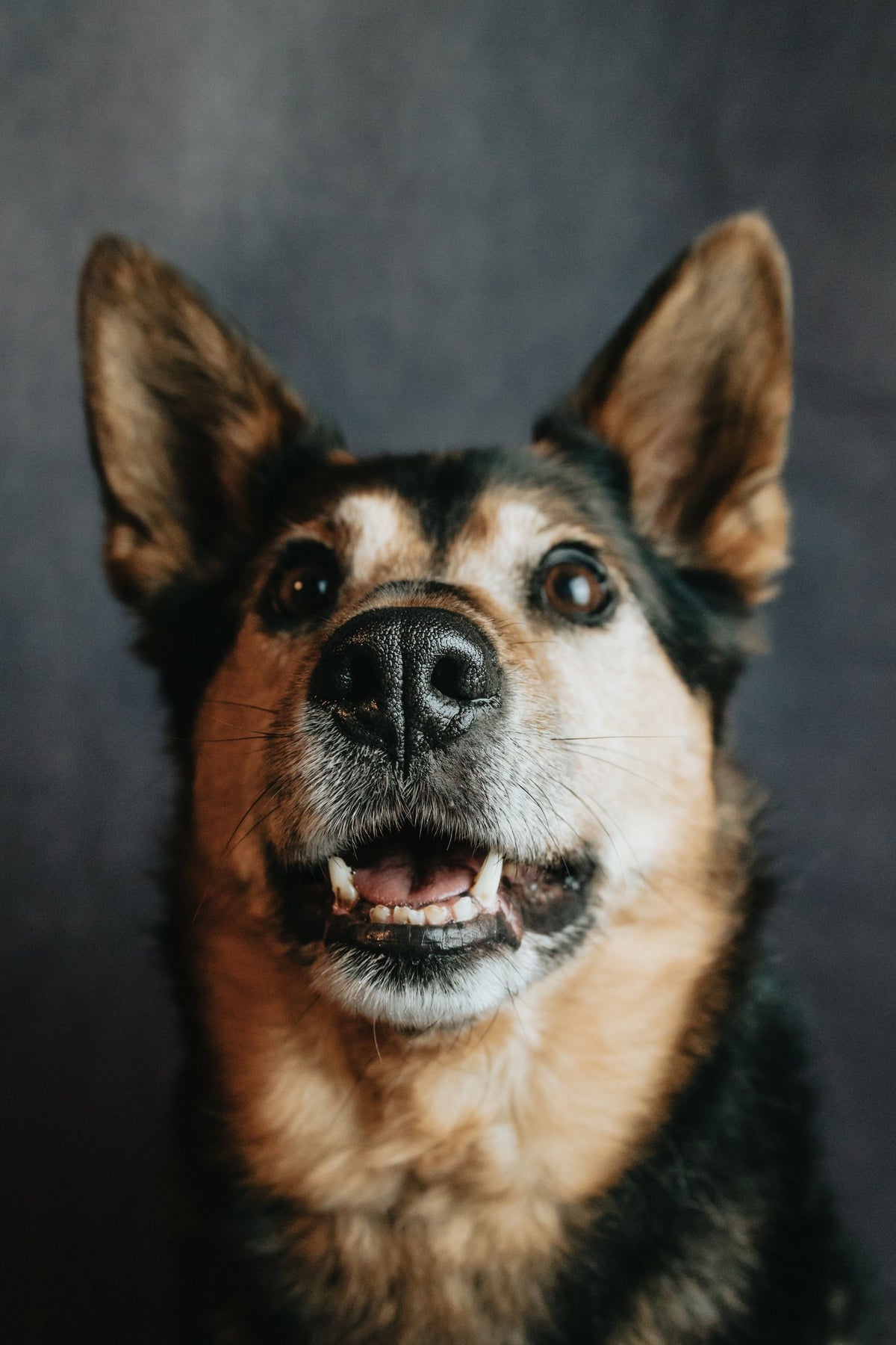 A German Shepherd looking up at the camera with alert eyes