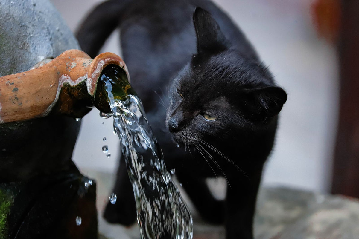 A cat drinking running water from a tap