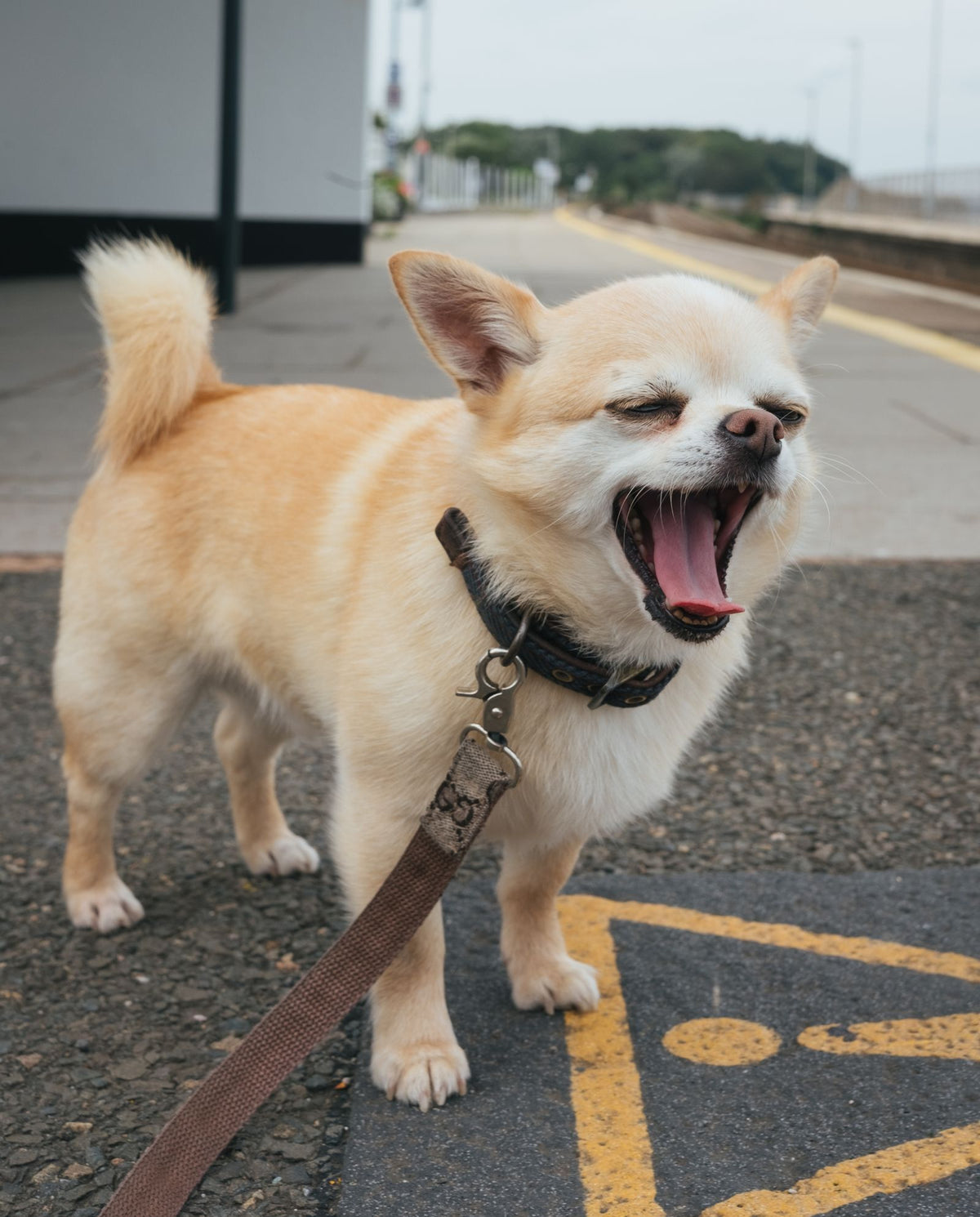 A small cream-colored dog on a leash yawning widely