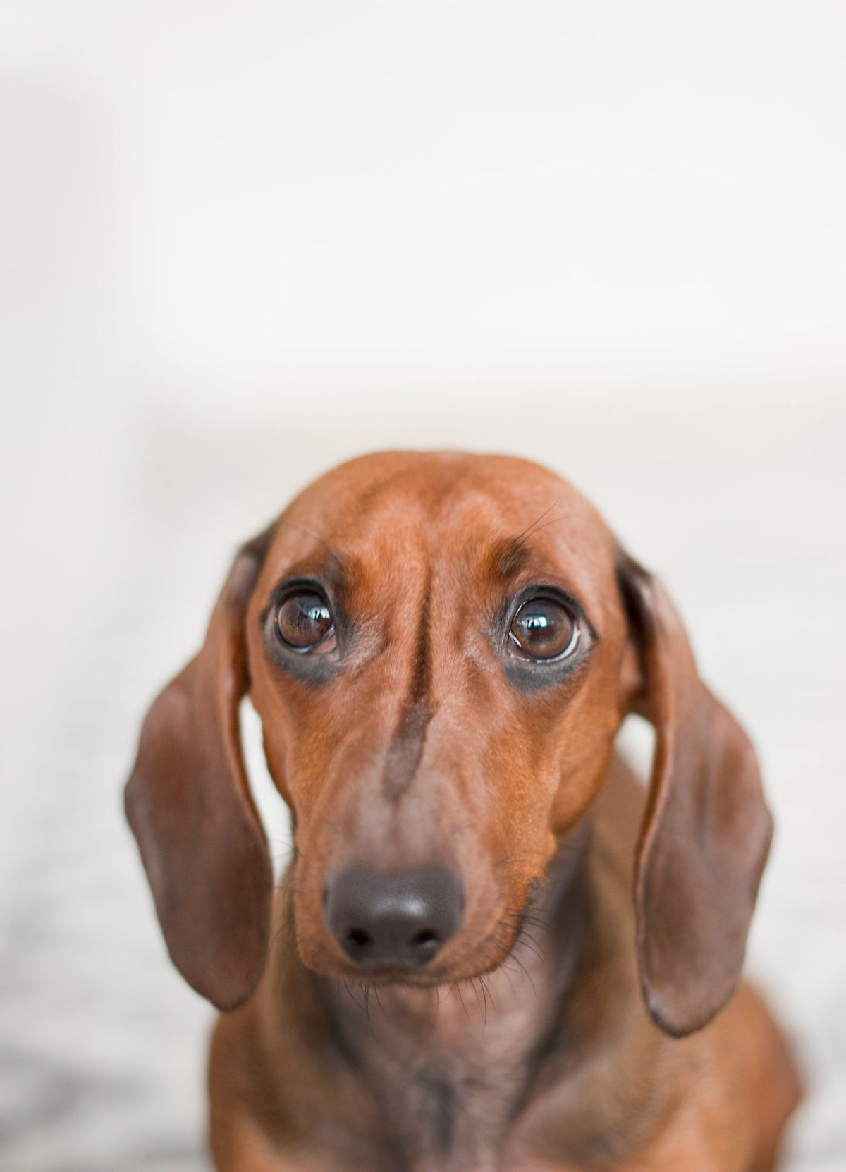 Brown dachshund resting quietly and looking at the camera, a small breed of the type often monitored for heart disease in later life