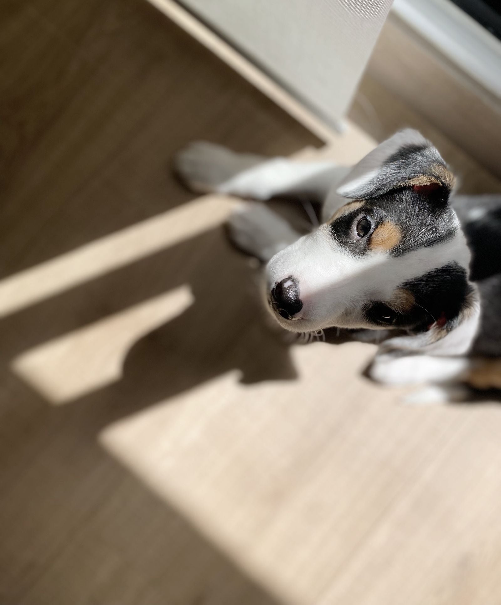 A young puppy sitting on a wooden floor at home