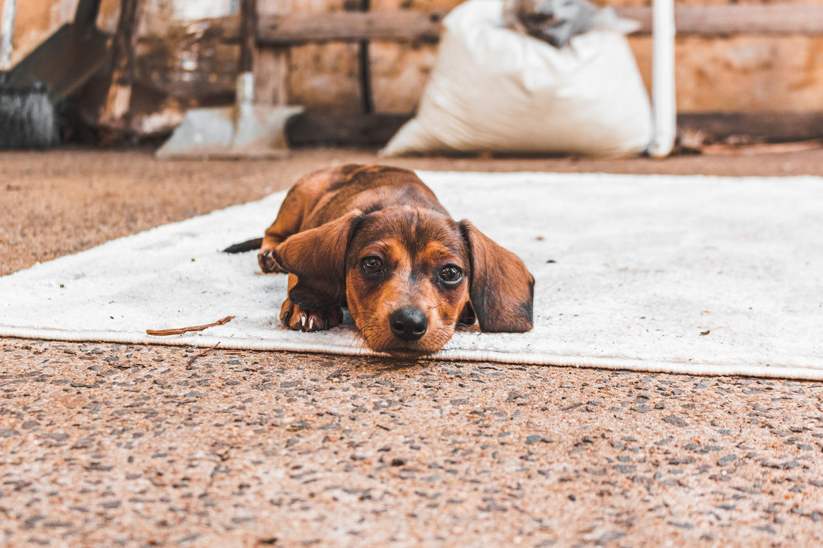 Brown dachshund puppy lying on a white rug and looking up at the camera