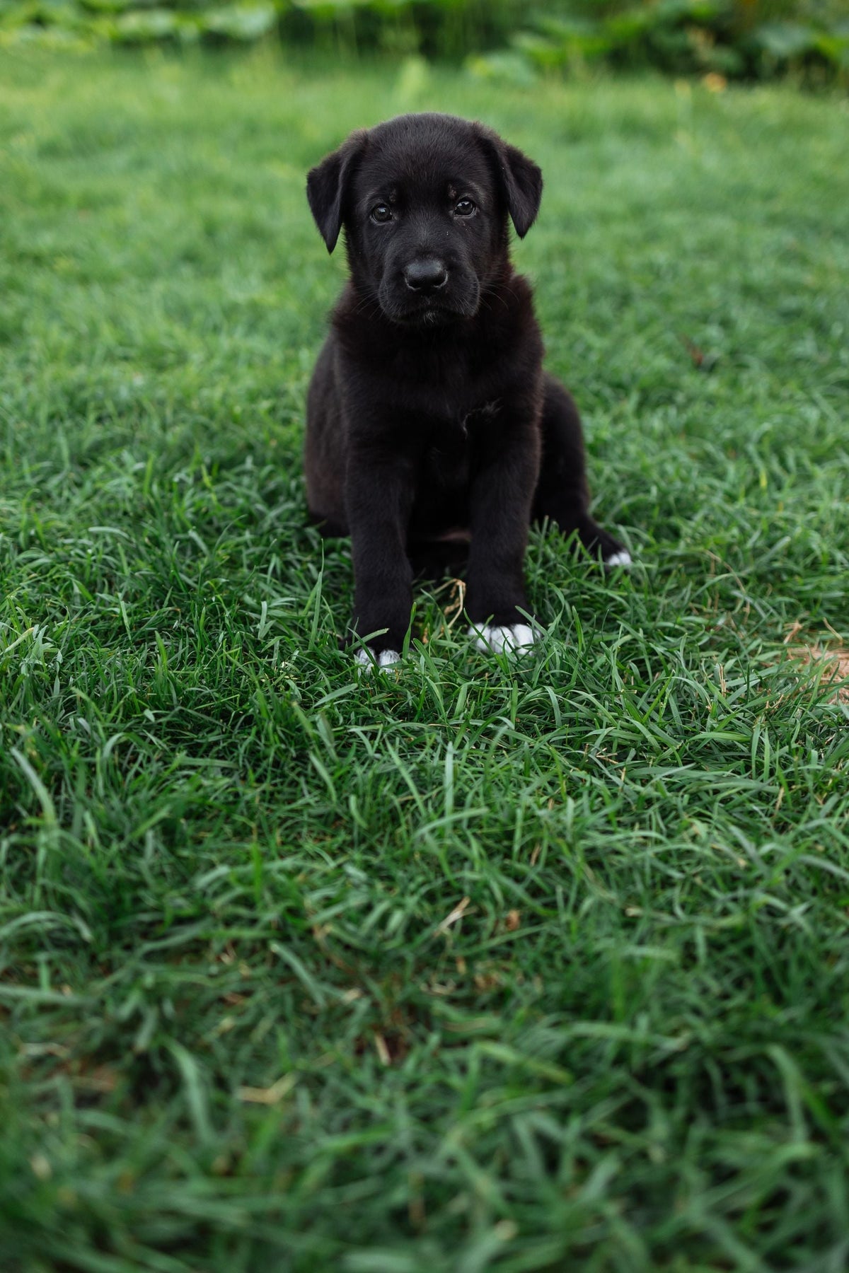 A small black Labrador puppy sitting on a green lawn in a garden looking toward the camera