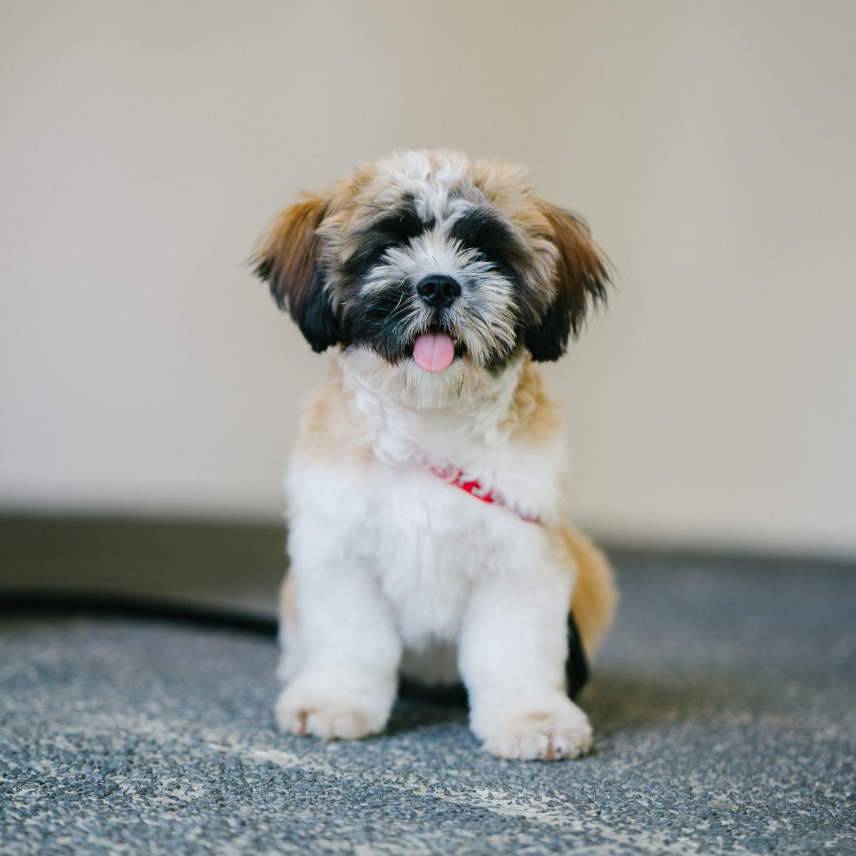 Young Shih Tzu puppy sitting and looking at the camera, a breed and age where harmless hiccups are common