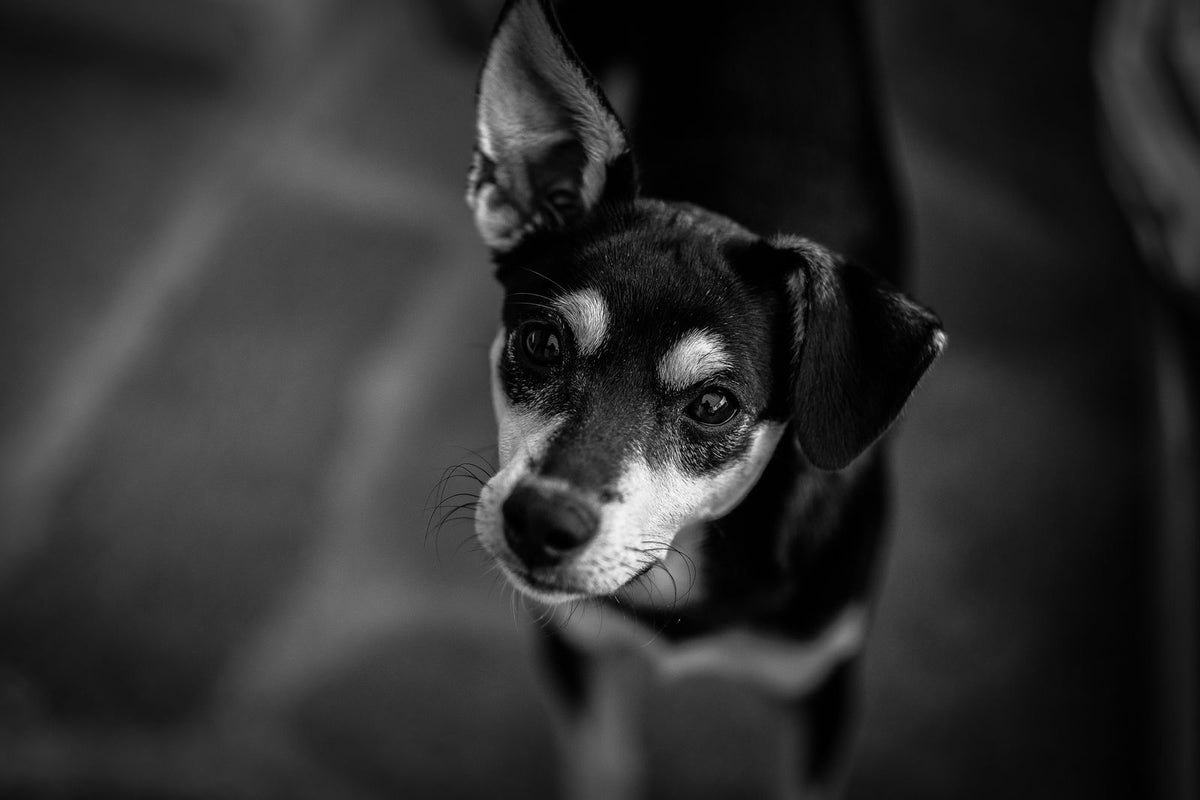 A small black and tan dog tilting its head while looking at the camera