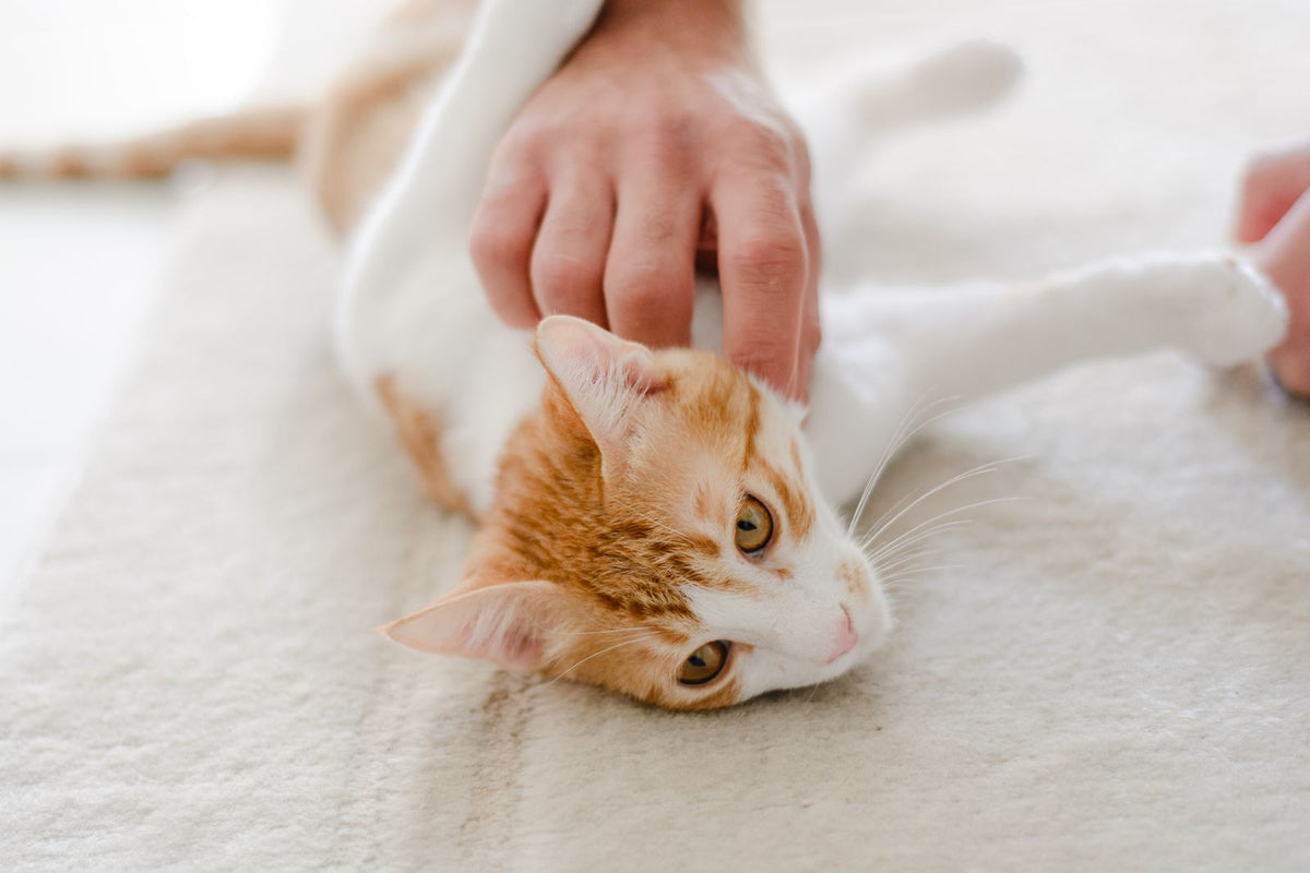A person's hand petting an orange and white cat lying on a rug