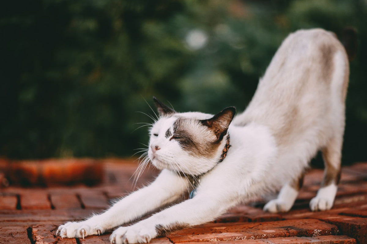 A cat stretching on a patio beside a doorway.