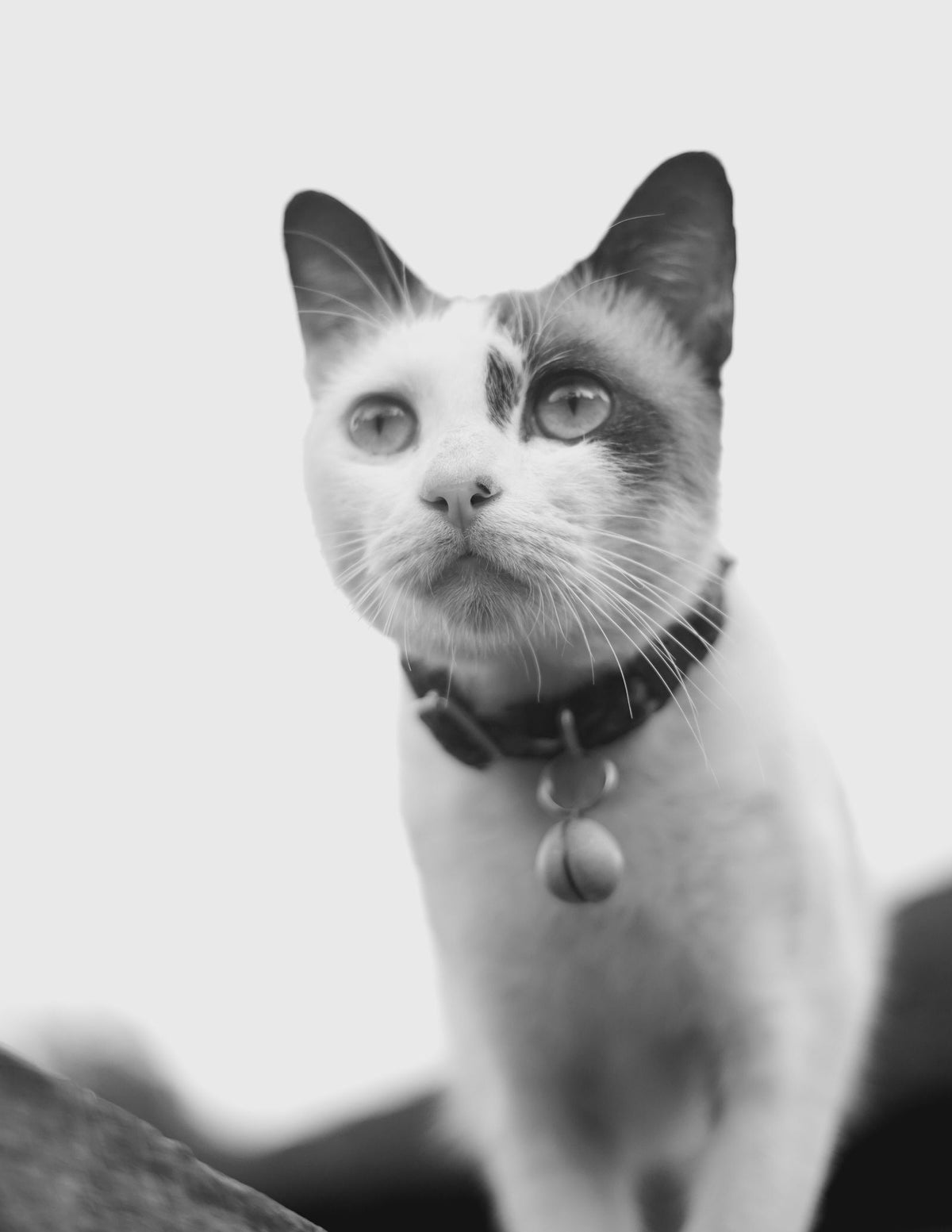 A cat sitting calmly and looking at the camera in black and white