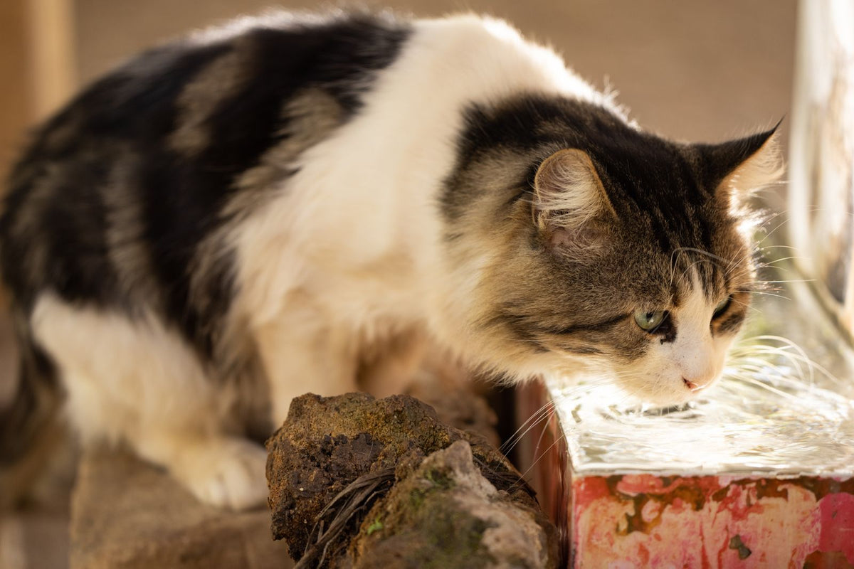 A cat drinking water at home