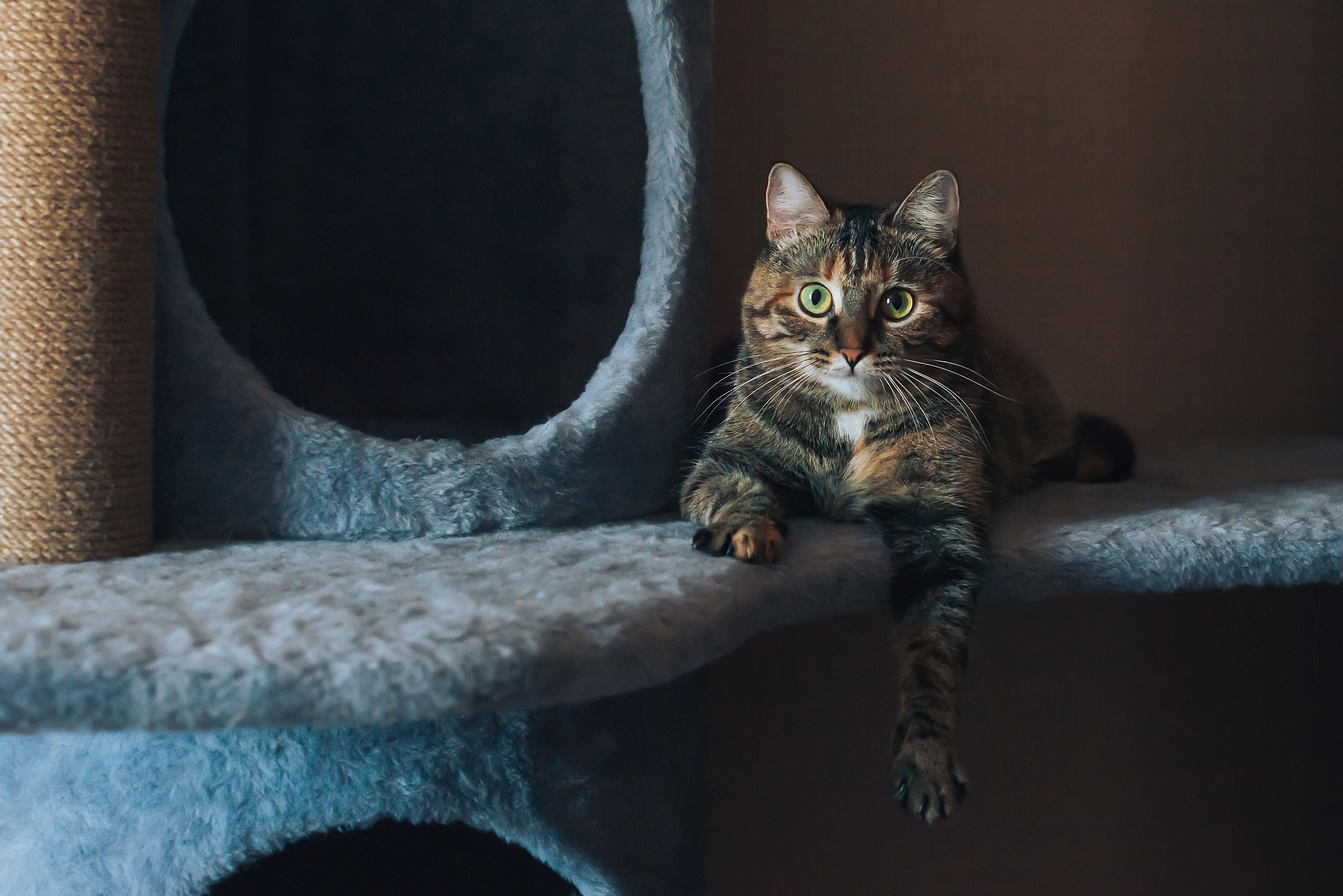 A cat resting at home, where common household poisons should be kept out of reach