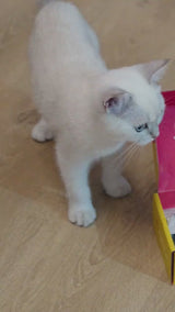 Oh My Sensitive Baby cat shampoo video
