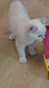 Oh My Sensitive Baby cat shampoo video