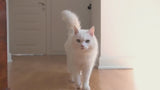 Easy Check-Up Smart Cat Litter product video